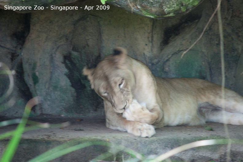 20090423_Singapore Zoo _33 of 97_.jpg